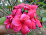 Plumeria " Red King " - Image 2
