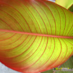 Heliconia " Red Leaf "