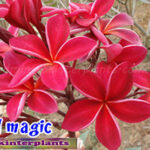 Plumeria "Red Magic"