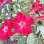 Adenium " Red Sakda "