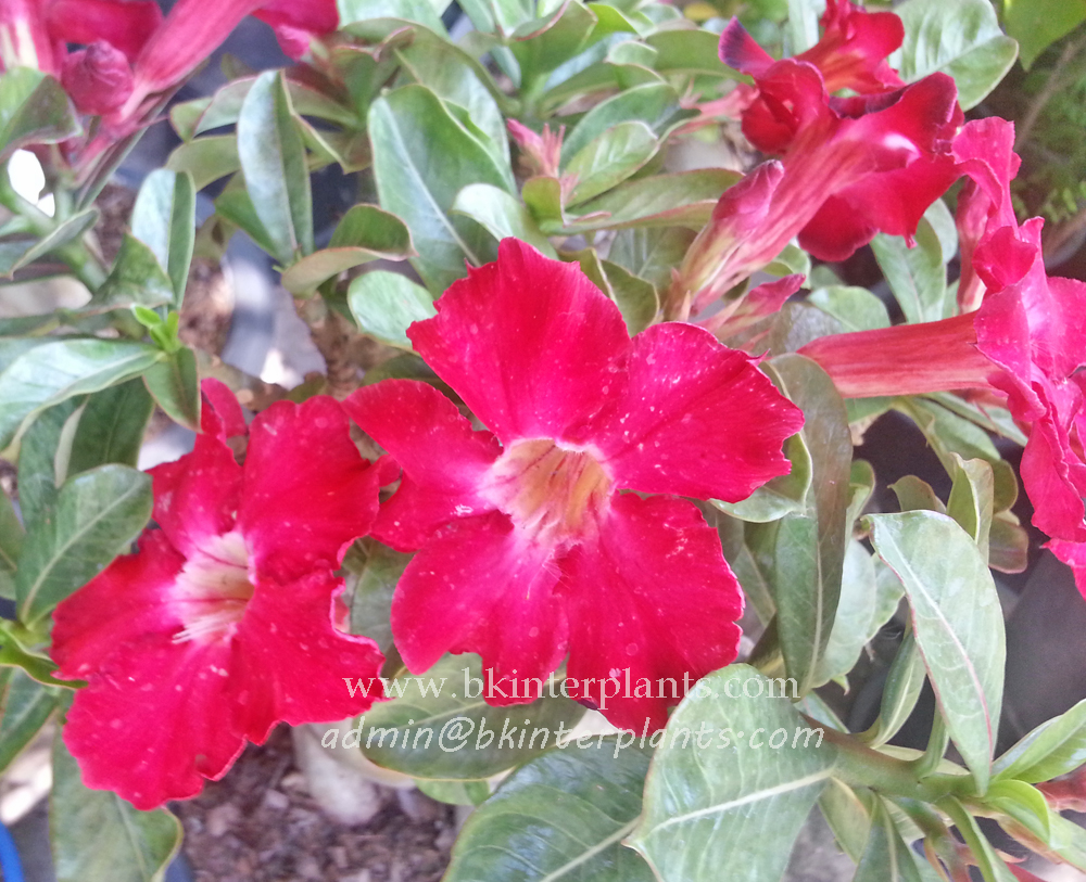 ø; Adenium " Red Sakda " - Image 1