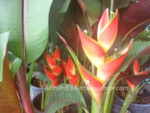 Heliconia " Drafted Red Flower " - Image 3