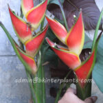 Heliconia " Drafted Red Flower "