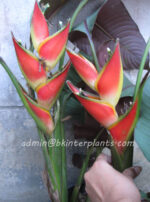 Heliconia " Drafted Red Flower "