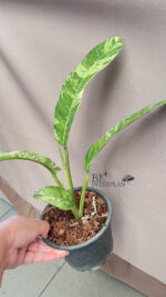 Epipremnum Giganteum Tricolor Variegated - Image 3