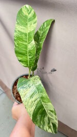 Epipremnum Giganteum Tricolor Variegated - Image 2