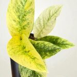 A1-Rhaphidophora Elliptifolia Variegated