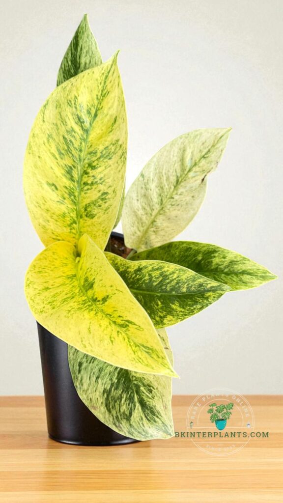 Rhaphidophora elliptifolia variegated with high-contrast white marbling on deep green leaves