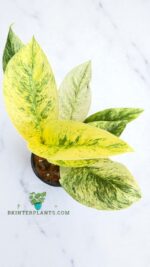 A1-Rhaphidophora Elliptifolia Variegated - Image 2