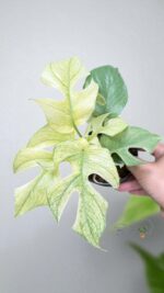 Rhaphidophora Ginny White Monster Full Mint Variegated - Image 7