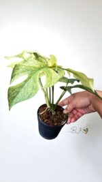 Rhaphidophora Ginny White Monster Full Mint Variegated - Image 4