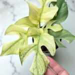 Rhaphidophora Ginny White Monster Full Mint Variegated