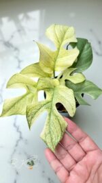 Rhaphidophora Ginny White Monster Full Mint Variegated