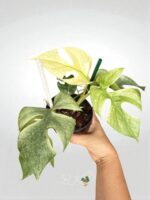 Rhaphidophora Ginny White Monster Full Mint Variegated - Image 2