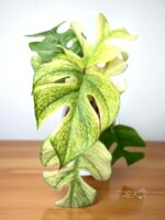 Rhaphidophora Ginny White Monster Full Mint Variegated - Image 3