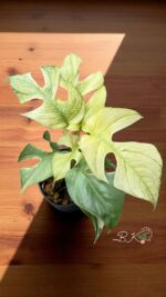 Rhaphidophora Ginny White Monster Full Mint Variegated - Image 5