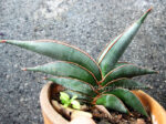 Sansevieria " Rorinda Blue Compact " - Image 2