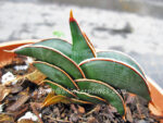 Sansevieria " Rorinda Blue Compact "