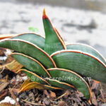Sansevieria " Rorinda Blue Compact "