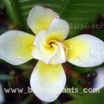 Plumeria " Rose "