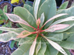 Plumeria " Red Angle Wing Variegated " - Image 2