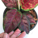AGLAONEMA " Super Black "