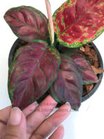 AGLAONEMA " Super Black "