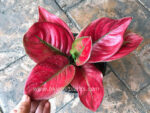 AGLAONEMA " Red Lady " - Image 2