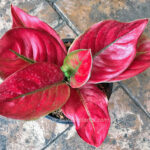 AGLAONEMA " Red Lady "