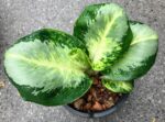 AGLAONEMA " Banana Leaf " - Image 3