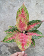AGLAONEMA " Mahanark " - Image 2