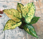 AGLAONEMA " Golden Rich " - Image 3