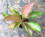 AGLAONEMA " Amorn Rattanagosin " - Image 2