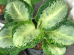 AGLAONEMA " Banana Leaf "