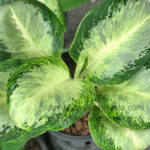 AGLAONEMA " Banana Leaf "