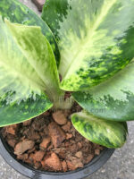 AGLAONEMA " Banana Leaf " - Image 2