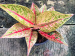 AGLAONEMA  Lucky Rich - Image 2