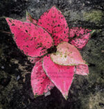 AGLAONEMA " Super Pink " - Image 3