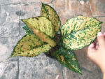 AGLAONEMA " Golden Rich " - Image 2