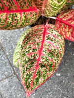 AGLAONEMA  Lucky Rich