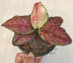 AGLAONEMA " Super Black " - Image 4