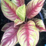 AGLAONEMA " Red Penny "