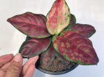 AGLAONEMA " Super Black " - Image 2