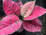 AGLAONEMA " Super Pink "