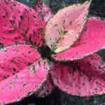 AGLAONEMA " Super Pink "