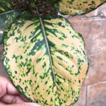 AGLAONEMA " Golden Rich "