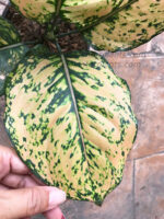 AGLAONEMA " Golden Rich "