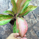 AGLAONEMA " Amorn Rattanagosin "