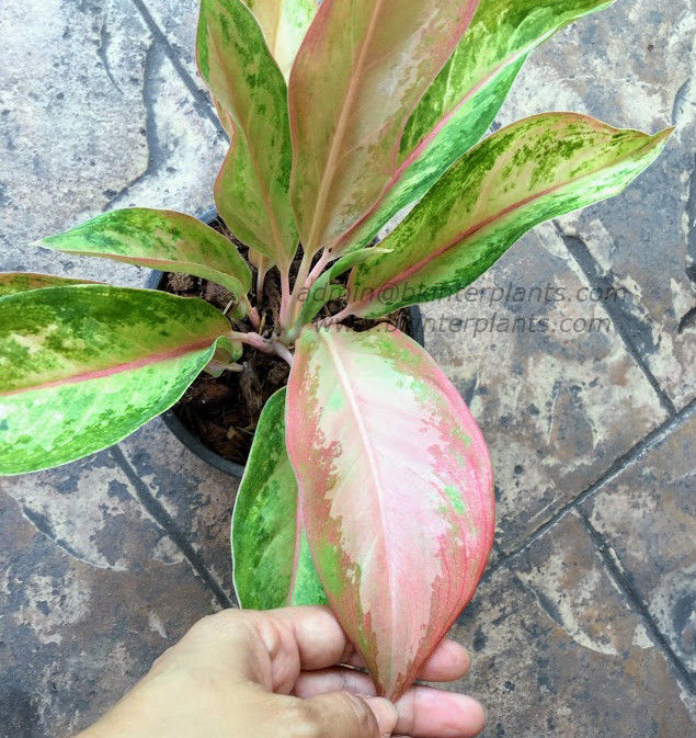 s-l1600_8.jpg AGLAONEMA " Amorn Rattanagosin " - Image 1