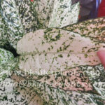 AGLAONEMA " World Heritage "